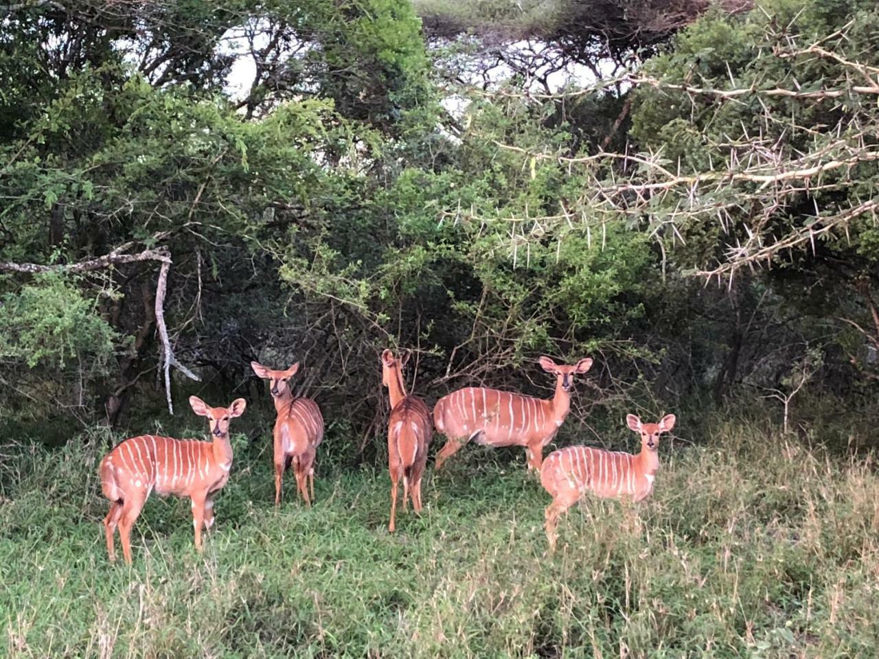 Msunduze River Lodge 음쿠제 외부 사진
