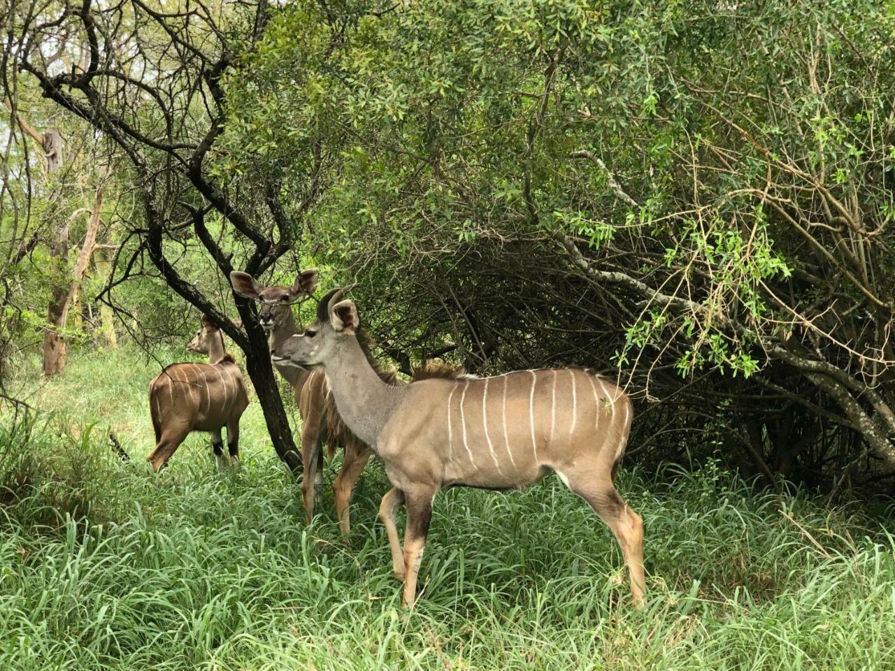 Msunduze River Lodge 음쿠제 외부 사진